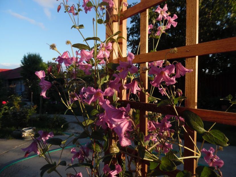 clematis heather herschell - clematite infloriri