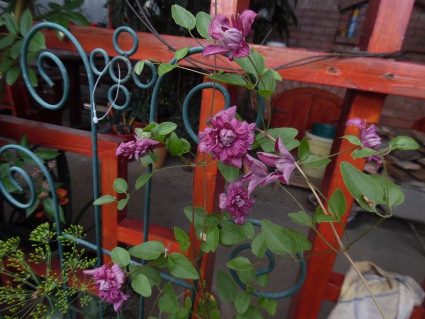 clematis purpurea plena elegans - clematite infloriri