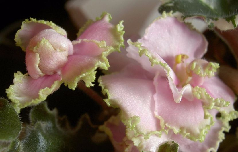 shogun - 01 frunze violete - nicogandila