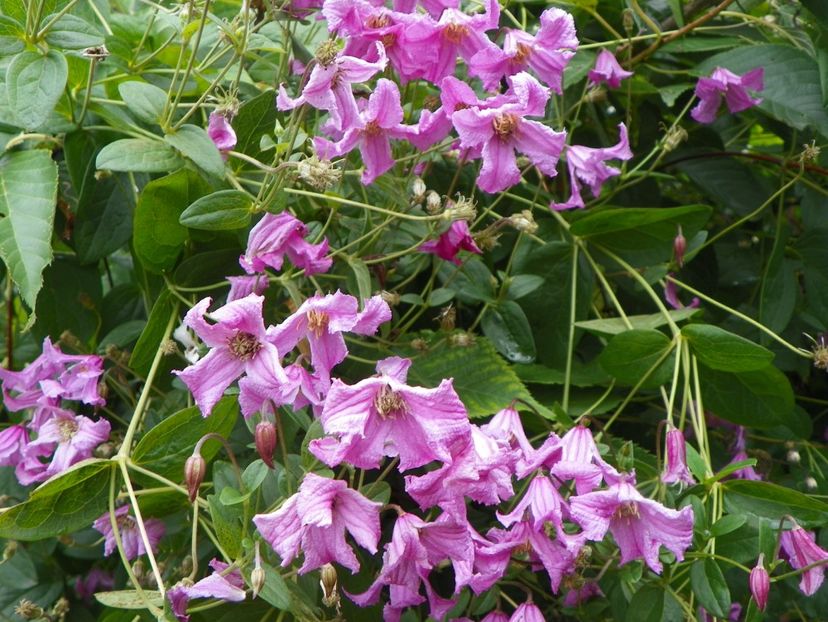 Heather Hershell - Clematite 2017