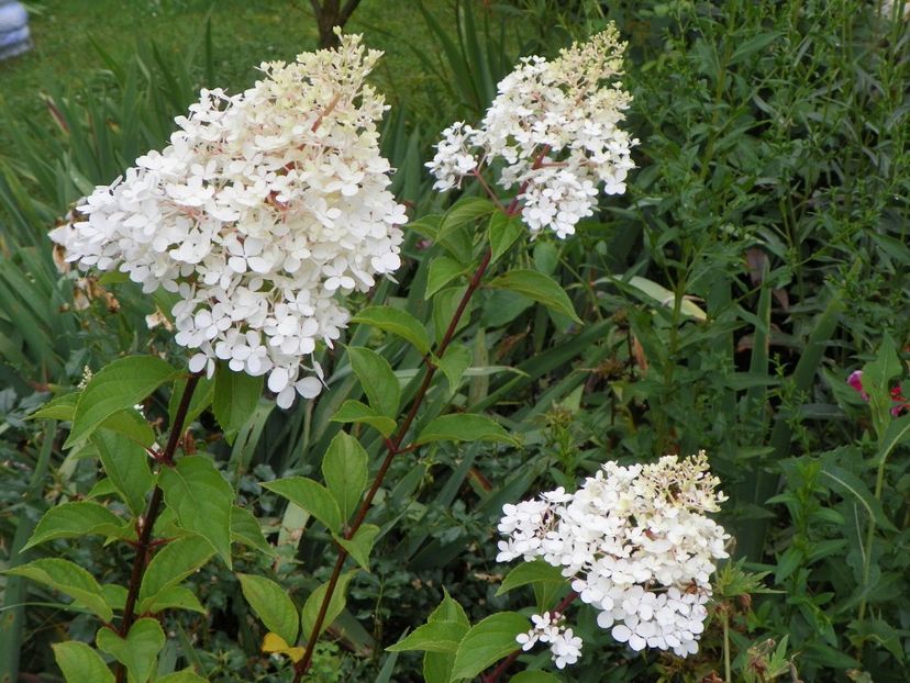 hydrangea pan. Vanille Fraise - Copacei si arbusti 2017