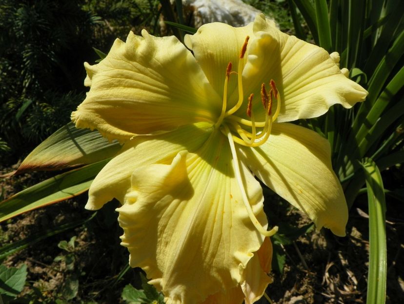 hemerocallis Yazoo Elsie Hintson - Dobarland 2017 2