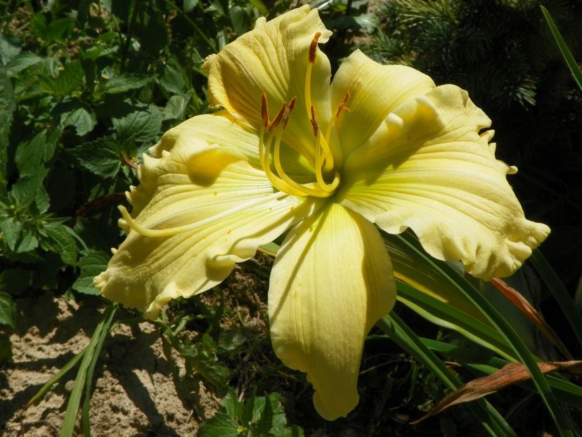 hemerocallis Yazoo Elsie Hintson - Dobarland 2017 2