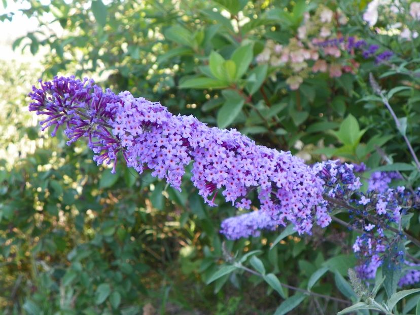 buddleja Empire Blue - Dobarland 2017 2