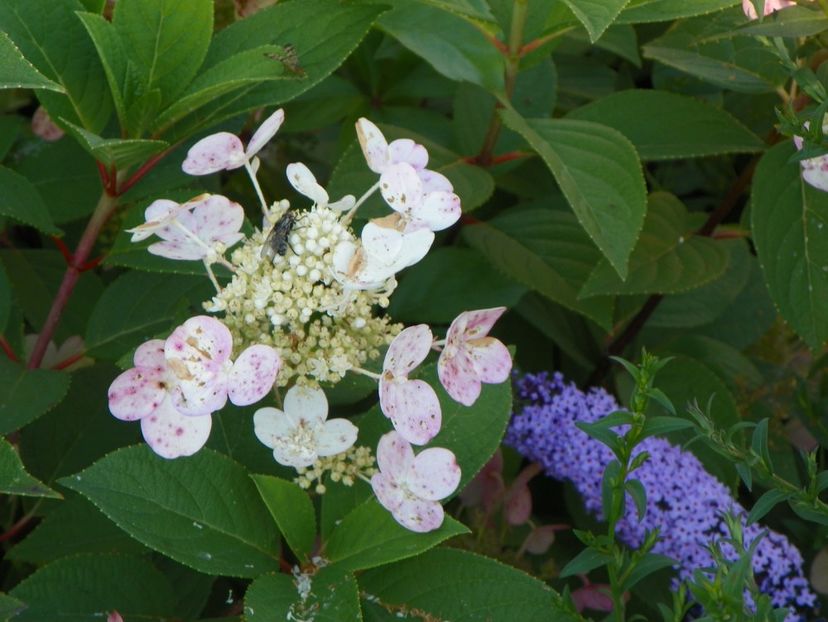 buddleja Empire Blue si hydrangea pan. Early Sensation - Dobarland 2017 2