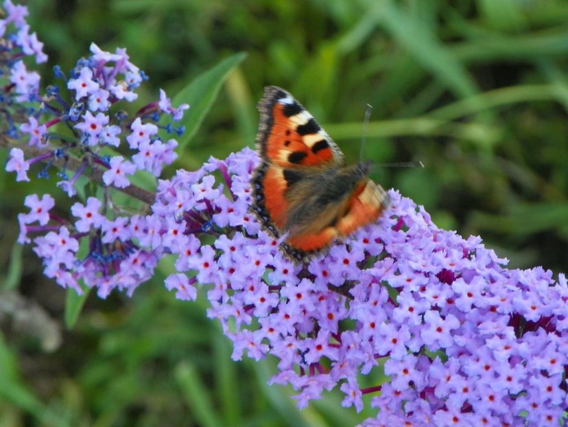 buddleja Empire Blue - Dobarland 2017 2