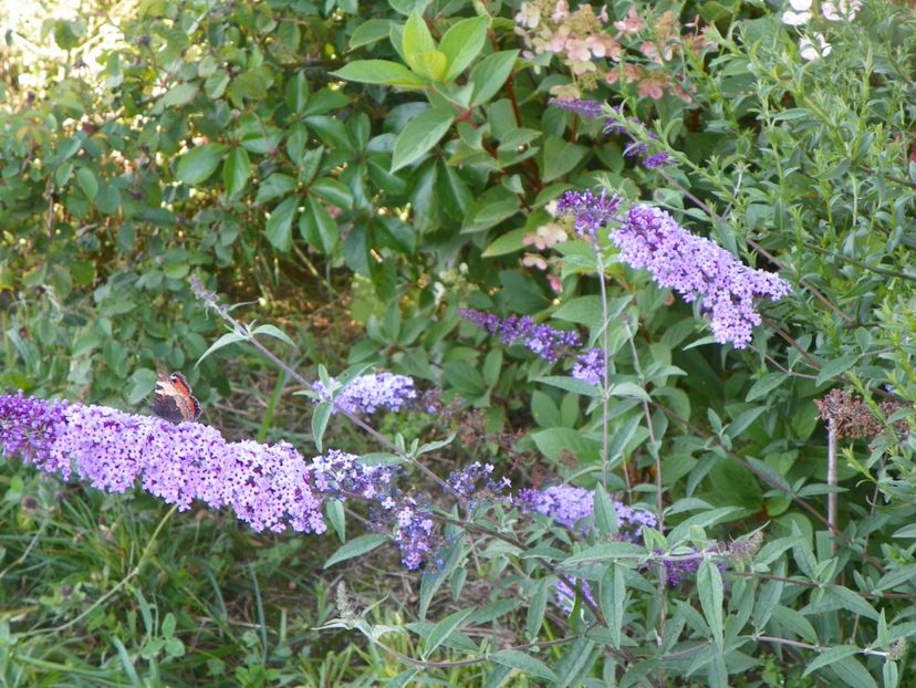 buddleja Empire Blue - Dobarland 2017 2