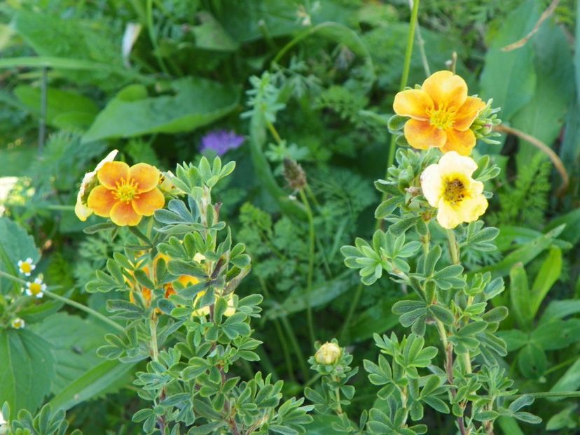 potentilla Mango Tango - Dobarland 2017 2