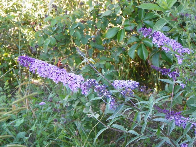 buddleja Empire Blue - Dobarland 2017 2