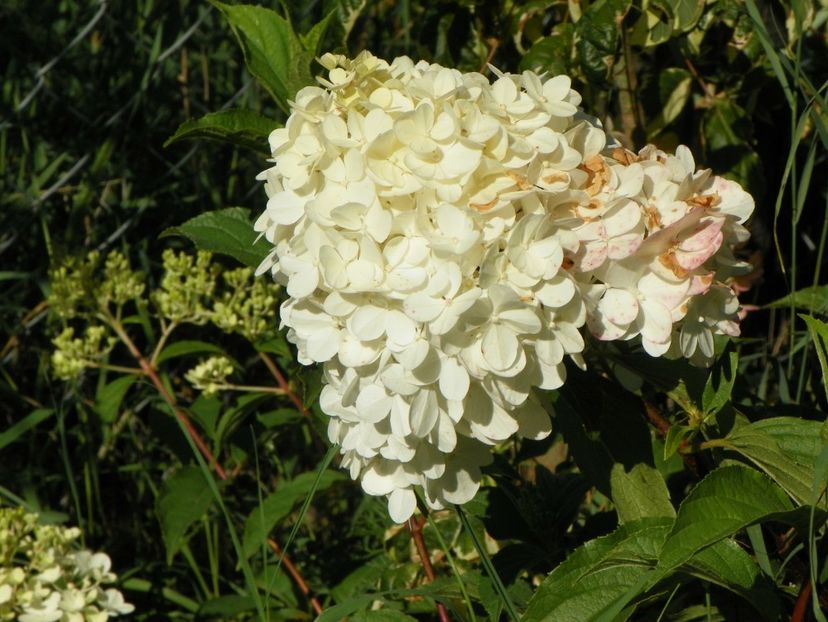 hydrangea pan. Vanille Fraise - Dobarland 2017 2