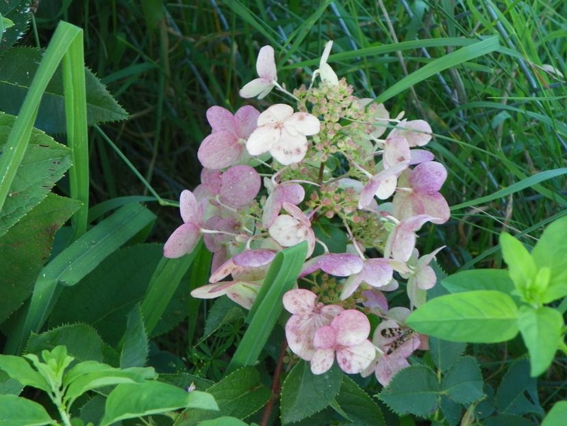 hydrangea pan. Wim's Red - Dobarland 2017 2