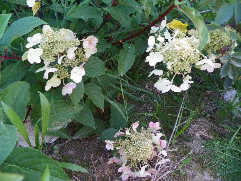 hydrangea pan. Wim's Red - Dobarland 2017 2