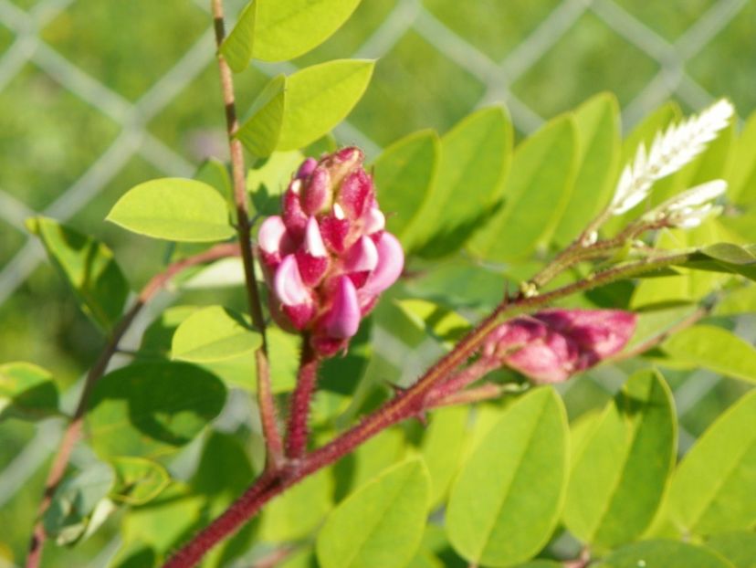 robinia hispida - primii boboci - Dobarland 2017 2