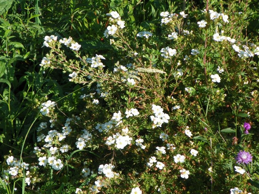potentilla Abbotswood - Dobarland 2017 2