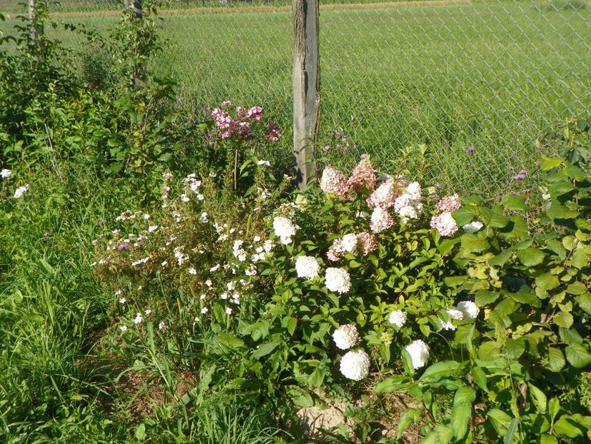 hydrangea pan. Sundae Fraise - Dobarland 2017 2