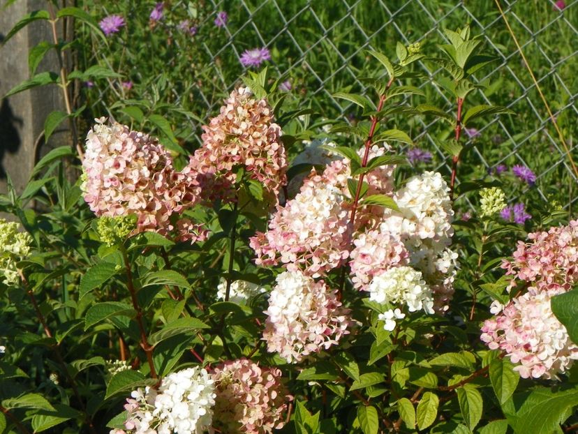 hydrangea pan. Sundae Fraise - Dobarland 2017 2