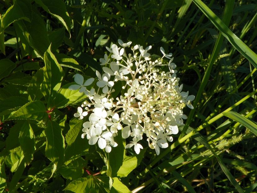 hydrangea pan. Phantom - Dobarland 2017 2