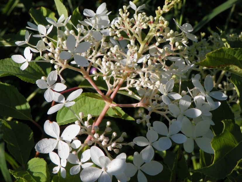 hydrangea pan. Phantom - Dobarland 2017 2