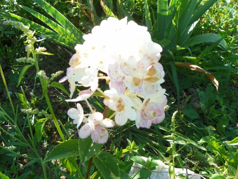 hydrangea pan. Polar Bear - Dobarland 2017 2