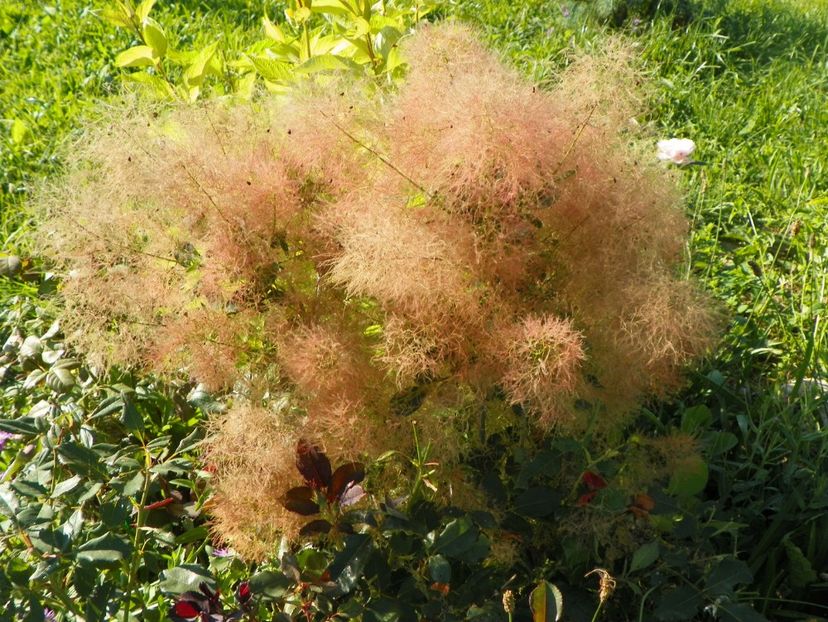 cotinus cogg. Young Lady - Dobarland 2017 2