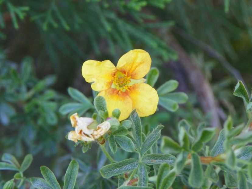 potentilla Hopleys Orange - Dobarland 2017 2