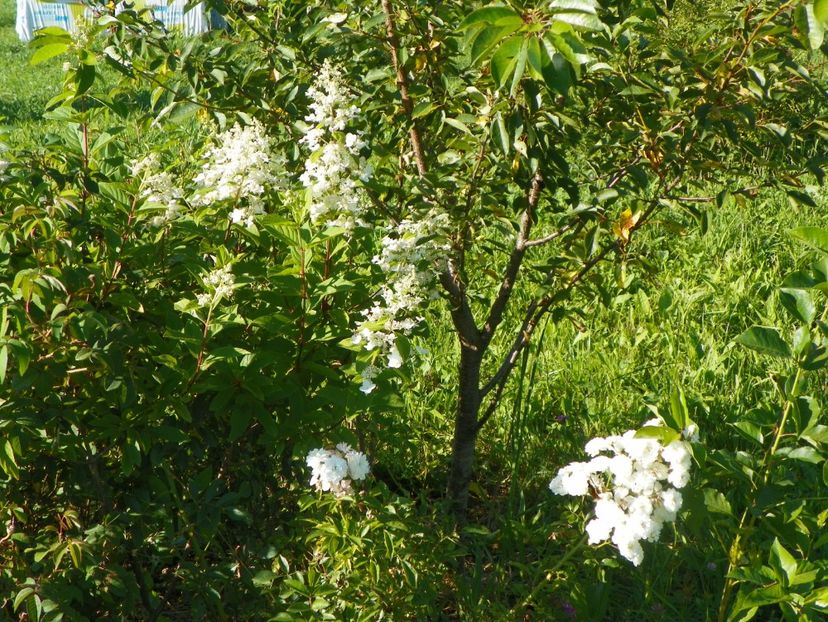 hydrangea pan. Unique si Francine Austin - Dobarland 2017 2