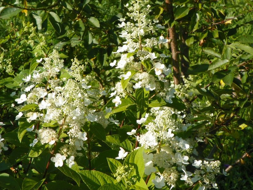 hydrangea pan. Unique - Dobarland 2017 2