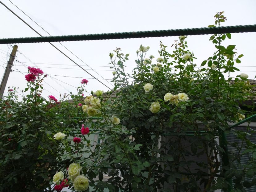 Elfe 3 aug - URCATORI LA A DOUA INFLORIRE SI DUPA