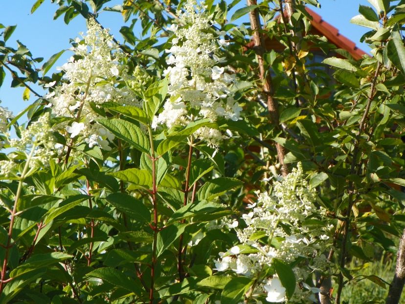 hydrangea pan. Unique - Dobarland 2017 2