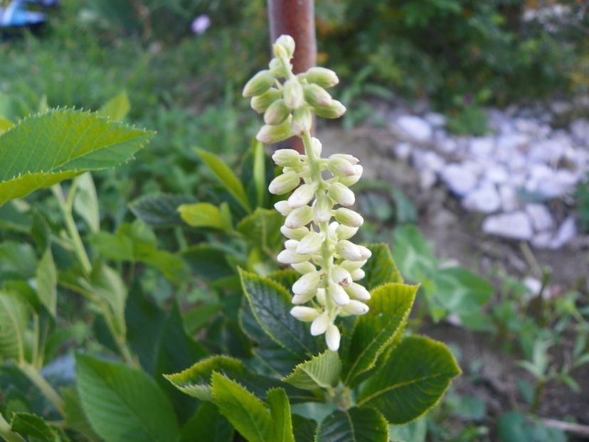 clethra alnifolia - Dobarland 2017 2