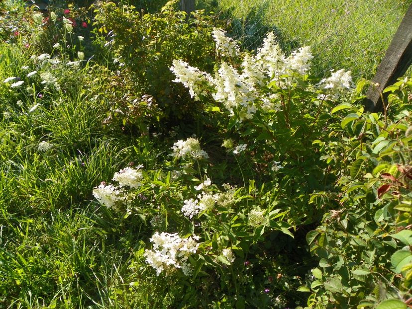 hydrangea pan. Grandiflora - Dobarland 2017 2