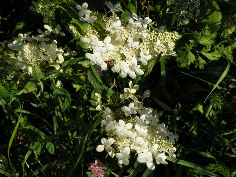 hydrangea pan. Grandiflora - Dobarland 2017 2