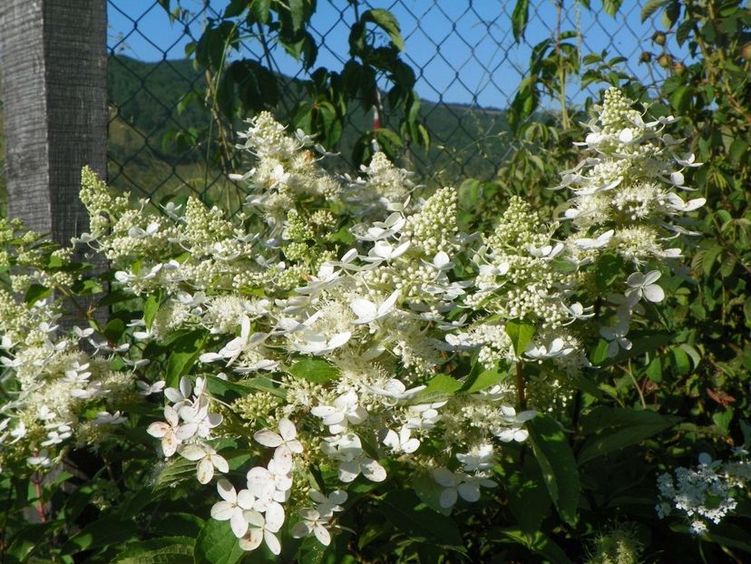 hydrangea pan. Grandiflora - Dobarland 2017 2