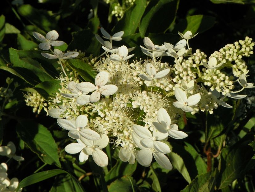 hydrangea pan. Grandiflora - Dobarland 2017 2