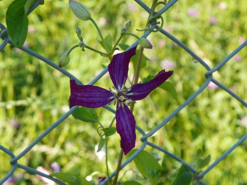 clematis Sweet Summer Love - Dobarland 2017 2