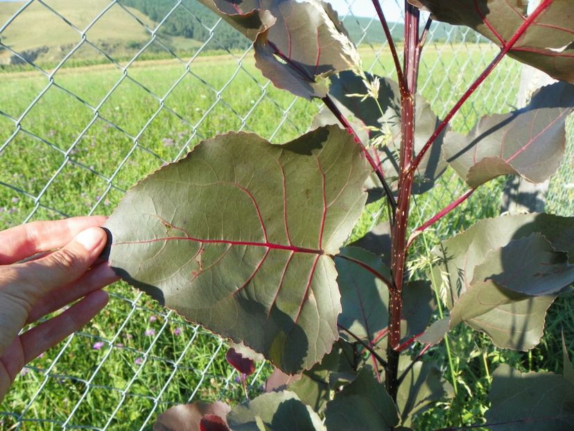 populus Purple Tower - frunze imense - Dobarland 2017 2