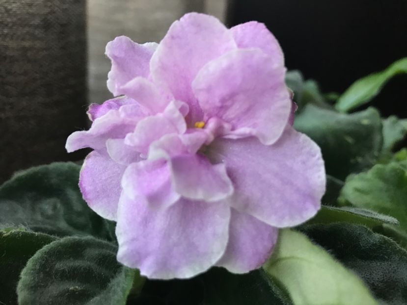 03.08.2017 - RS-Manuela