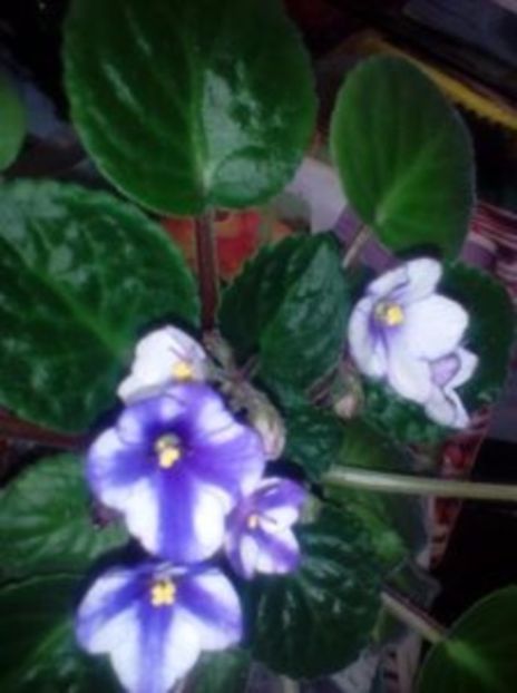  - 01 frunze violete- nelyp