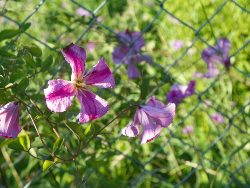 clematis Krakowiak - Dobarland 2017 2