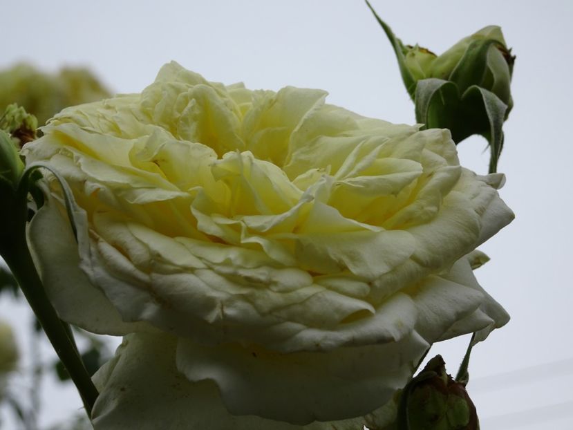 Elfe 3 aug - URCATORI LA A DOUA INFLORIRE SI DUPA