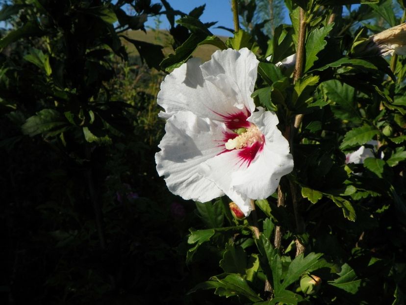 hibiscus syriacus - Dobarland 2017 2