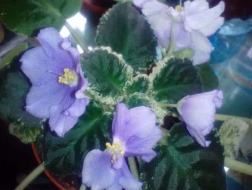 rs ariel - 01 frunze violete- nelyp