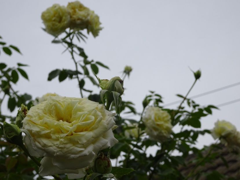 Elfe 3 aug - URCATORI LA A DOUA INFLORIRE SI DUPA