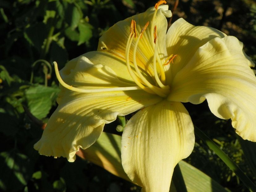 hemerocallis Yazoo Elsie Hintson - Dobarland 2017 2