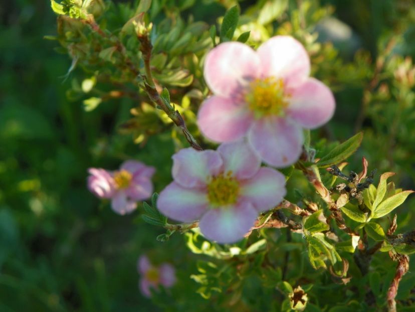 potentilla Pink Beauty - Dobarland 2017 2