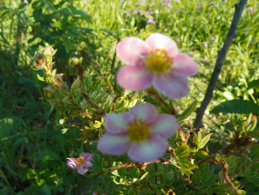 potentilla Pink Beauty - Dobarland 2017 2