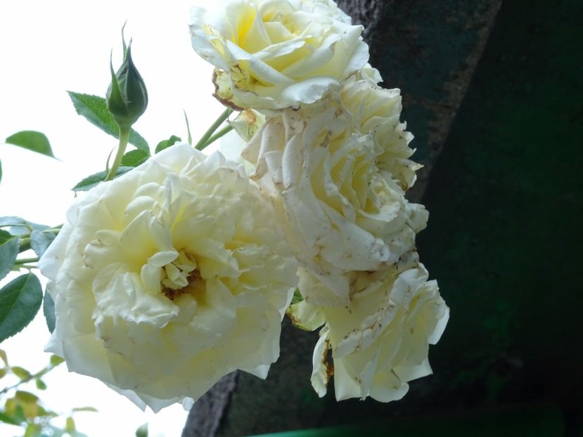 Elfe 3 aug - URCATORI LA A DOUA INFLORIRE SI DUPA