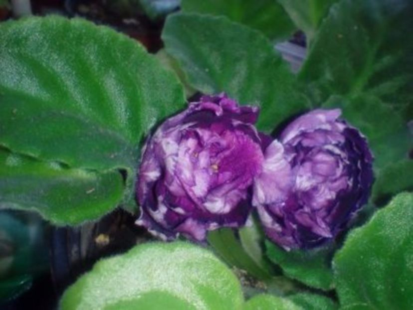  - 01 frunze violete- nelyp