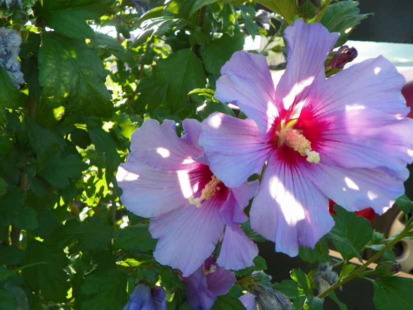 hibiscus syriacus - Dobarland 2017 2