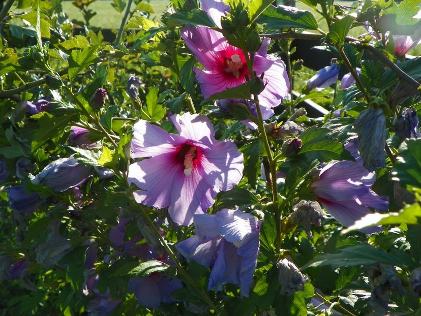 hibiscus syriacus - Dobarland 2017 2